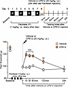 Hyperalgesia induced by the chemotherapeutic drug paclitaxel.