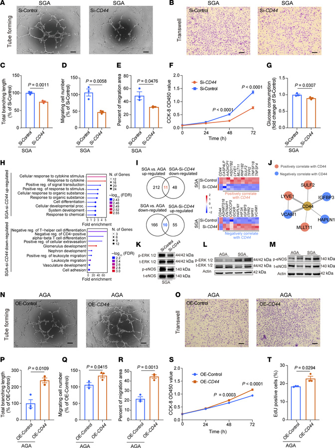 CD44 is a key regulator strengthening functions of SGA-HUVECs.
(A) Repre...