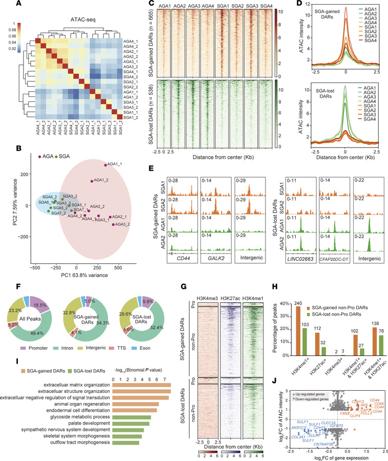 Genome-wide aberrant chromatin accessibility at enhancers in SGA-HUVECs....