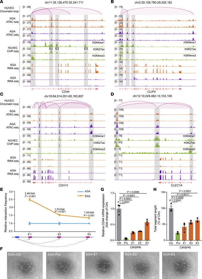 Characterization of enhancers regulating CD44 expression.
(A–D) Integrat...