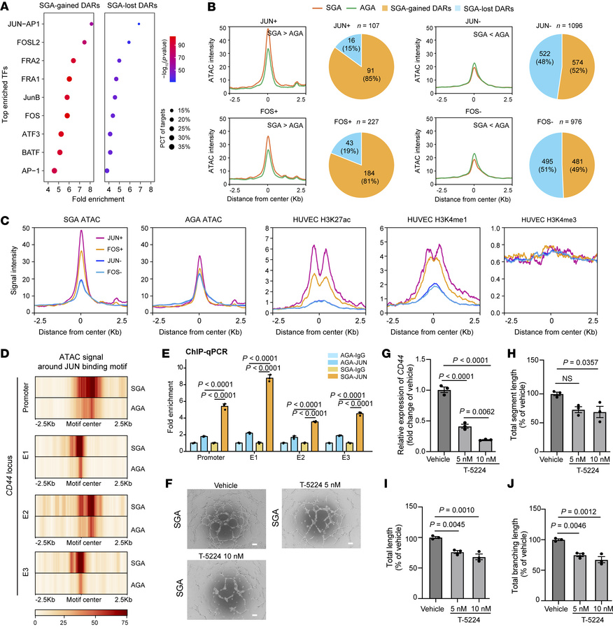 Regulation of CD44 by AP-1.
(A) TF motif enrichment in SGA-gained and SG...