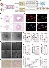 Distinctive phenotypes of HUVECs derived from SGA and AGA individuals.