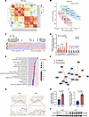 Dysregulation of angiogenic genes in SGA-HUVECs.