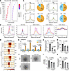 Regulation of CD44 by AP-1.