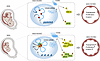 Proposed model for the epigenetic regulation mechanism of SGA-HUVECs’ dysfu