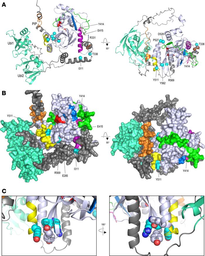 OmegaFold-predicted structure of full-length FAM111A.
(A) OmegaFold mode...