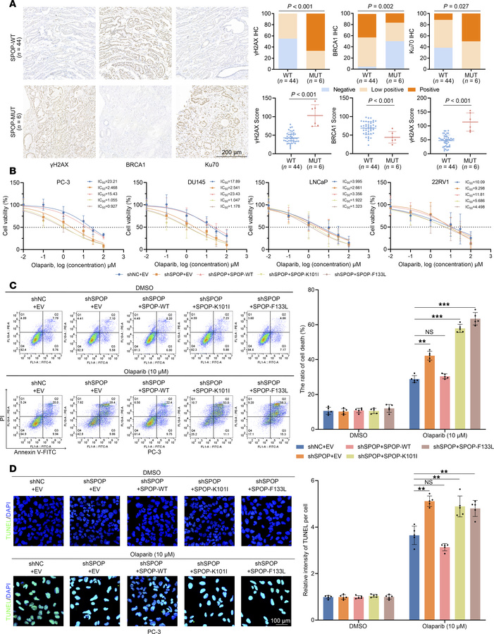 
SPOP-mutated PCa cells are sensitive to olaparib-induced apoptosis.
(A)...