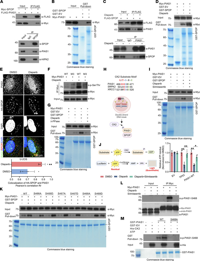 Olaparib induces CK2-mediated phosphorylation of PIAS1-S468, increasing ...