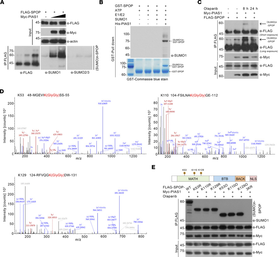 PIAS1 mediates SUMOylation of SPOP upon DNA damage.
(A) In vivo SUMOylat...