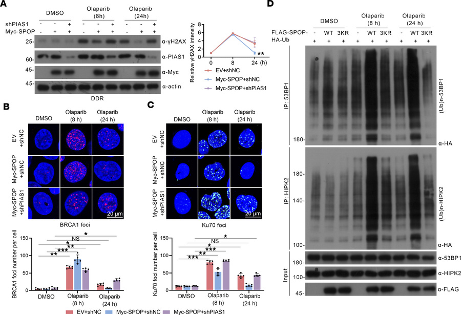 PIAS1-mediated SUMOylation of SPOP enhances SPOP-induced DDR in olaparib...