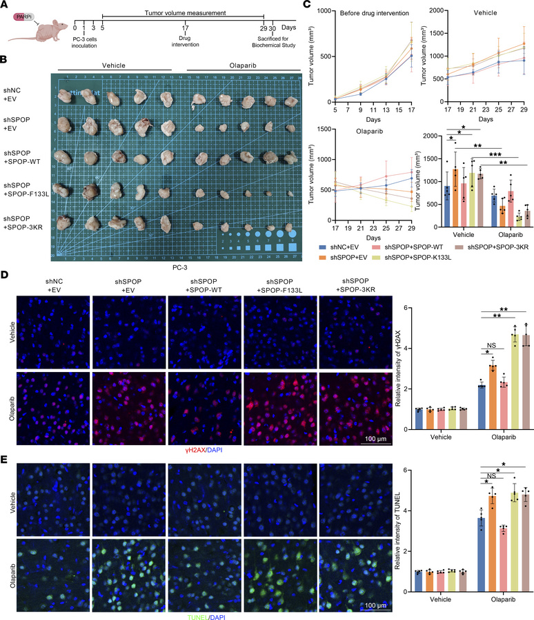 Dysregulation of the PIAS1/SPOP axis affects the response of CDX models ...