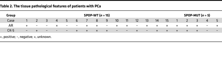 The tissue pathological features of patients with PCa