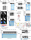 Olaparib induces CK2-mediated phosphorylation of PIAS1-S468, increasing PIA