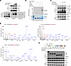 PIAS1 mediates SUMOylation of SPOP upon DNA damage.
