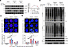 PIAS1-mediated SUMOylation of SPOP enhances SPOP-induced DDR in olaparib tr