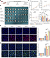 Dysregulation of the PIAS1/SPOP axis affects the response of CDX models to