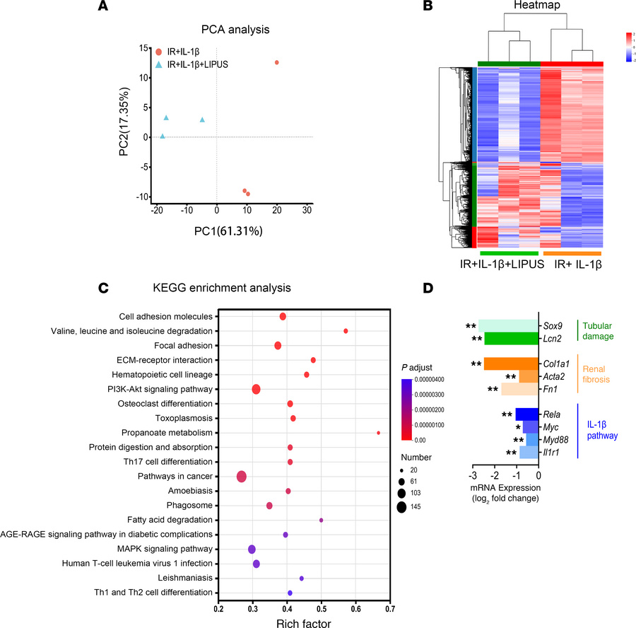 RNA sequencing of IL-1β–stimulated IR-induced renal tissue with or witho...