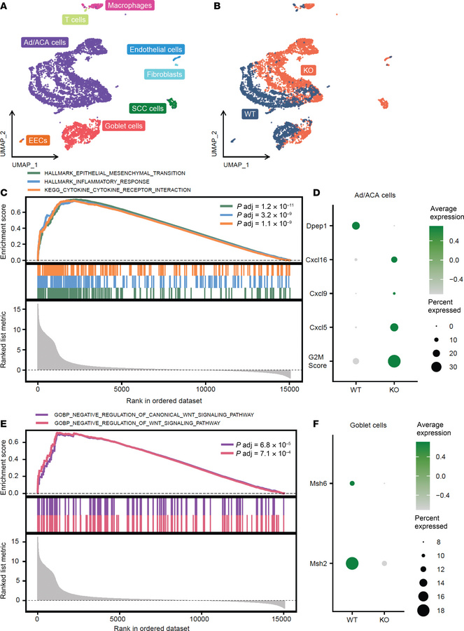 JCI Insight - Dipeptidase-1–knockout mice develop invasive tumors with ...