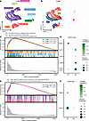 Mice lacking DPEP1 form tumors with molecular features distinct from MSS.