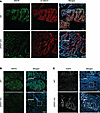 DPEP1-KO mice display features of microsatellite instability in epithelial