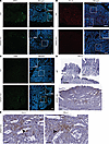 DPEP1-KO mice present with immune-related features of microsatellite instab
