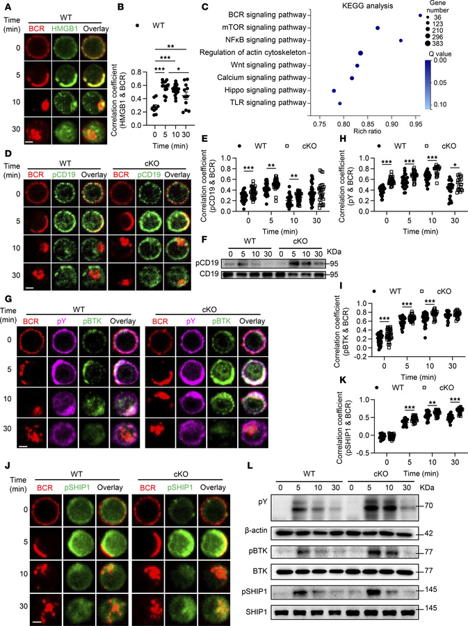 HMGB1 modulates BCR activation and proximal signaling.
(A, D, G, and J) ...