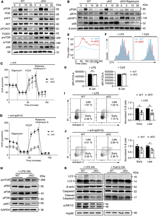 
Hmgb1 deficiency enhances anti-BCR–stimulated PI3K/AKT/mTOR signaling w...