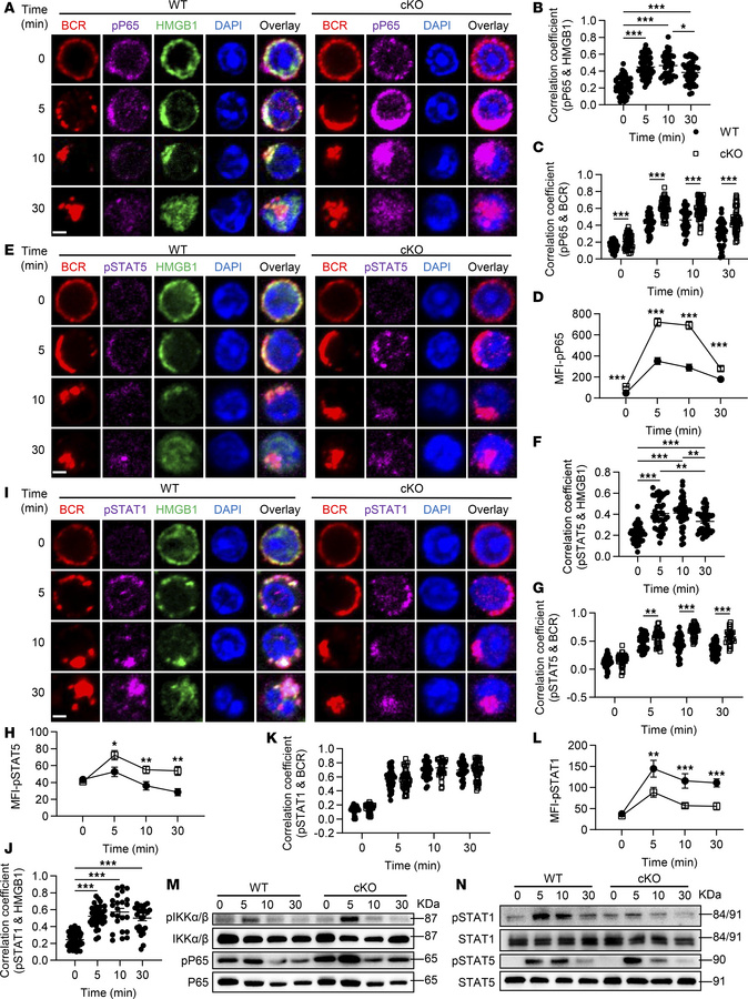 
Hmgb1 deficiency enhances the activation of NF-κB and STAT5 while impai...