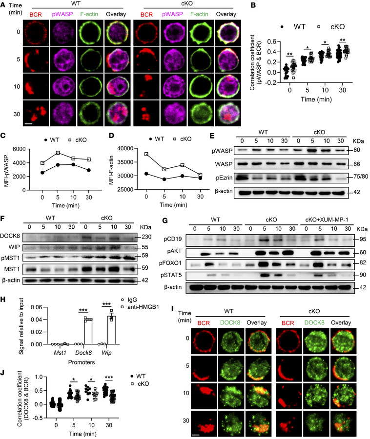 
Hmgb1 deficiency promotes F-actin accumulation via the MST1/DOCK8/WASP ...