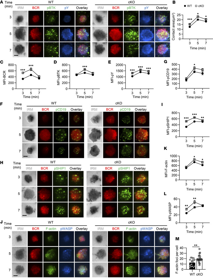 
Hmgb1 deficiency enhances B cell spreading and BCR signalosome recruitm...