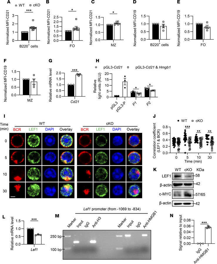 HMGB1 negatively regulates Cd21 expression to inhibit the B cell activat...