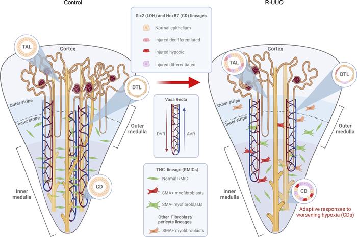 Permanent cellular defects in the renal medulla after reversal of ureter...