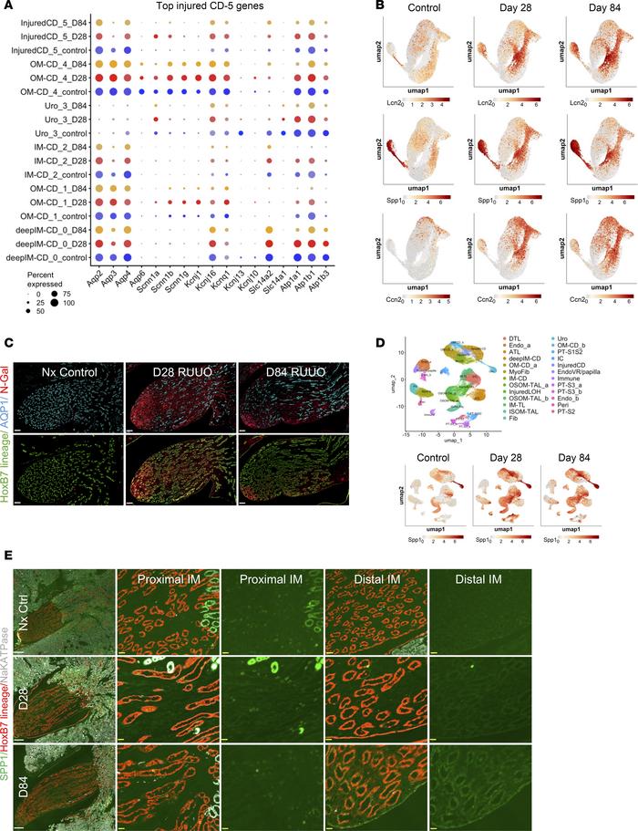 Persistent expression of injury markers in inner medullary CDs.
(A) Dot ...