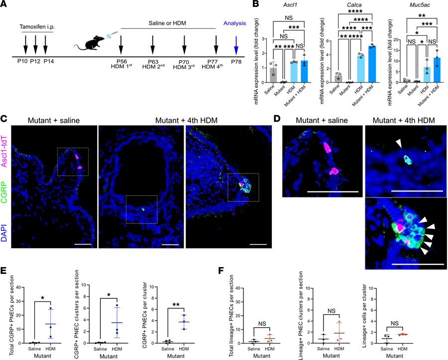 Allergen challenge induces ectopic PNECs in Ascl1 mutants.
(A) Schematic...