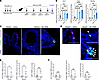 Allergen challenge induces ectopic PNECs in Ascl1 mutants.