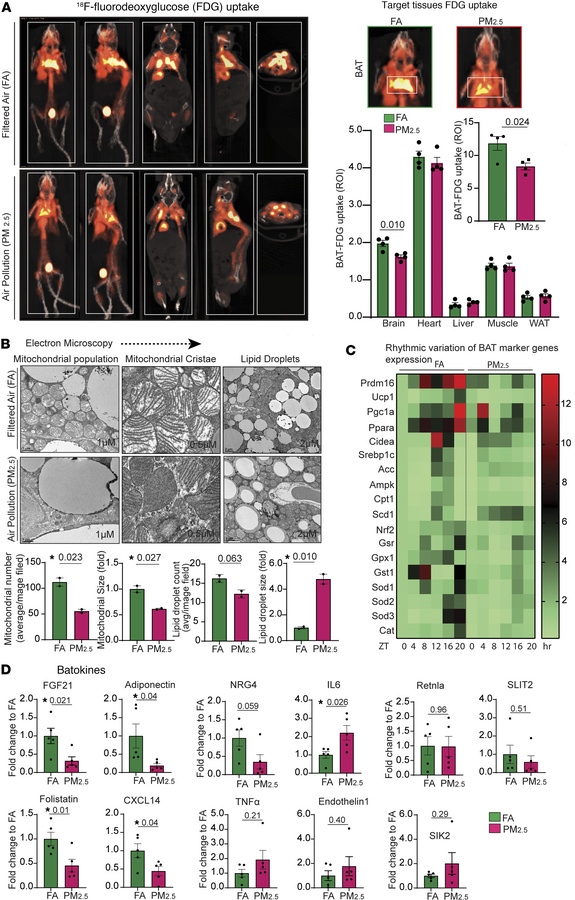 Impaired glucose uptake and altered ultrastructure and secretory functio...
