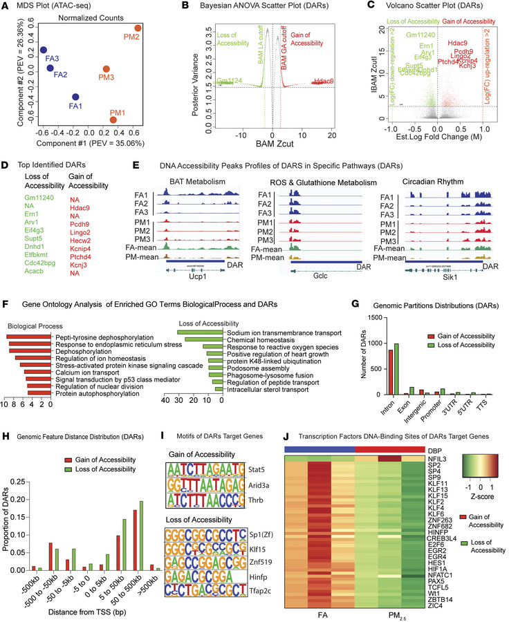 DNA accessibility data analysis of PM2.5-exposed BAT.
(A) Multidimension...