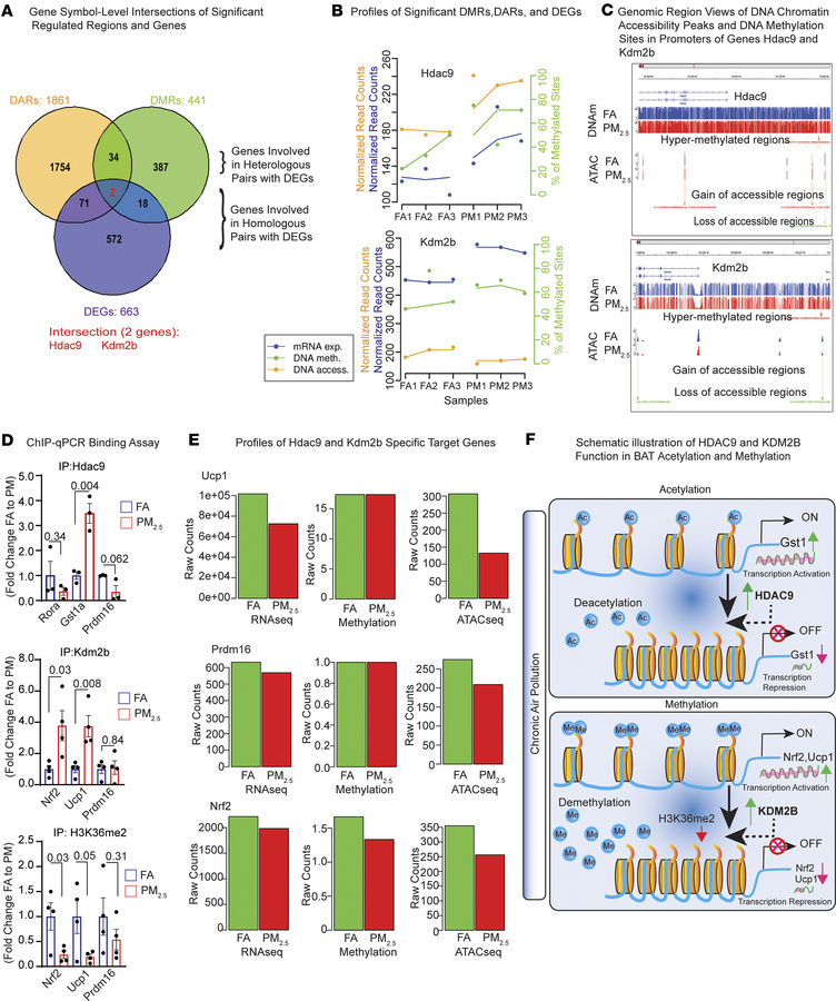 DNA accessibility data analysis of PM2.5-exposed BAT and integrative ana...