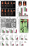 Impaired glucose uptake and altered ultrastructure and secretory function of BAT induced by air pollution. Impaired glucose uptake and altered ultrastructure and secretory function o