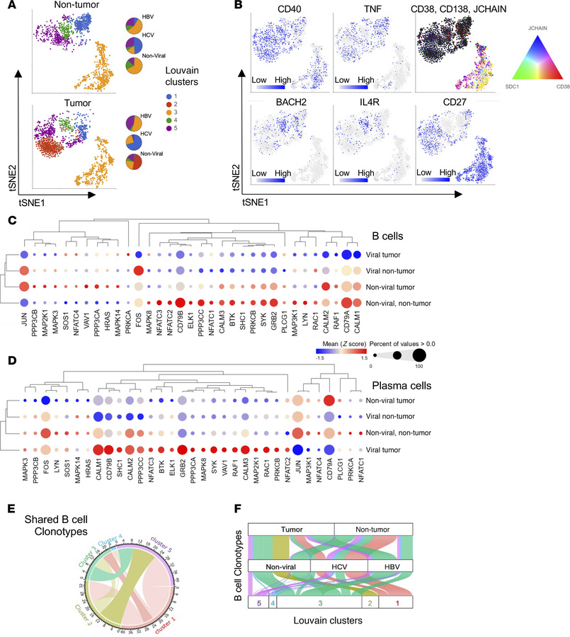 Examination of B cell phenotypes in HCC through integration of single-ce...