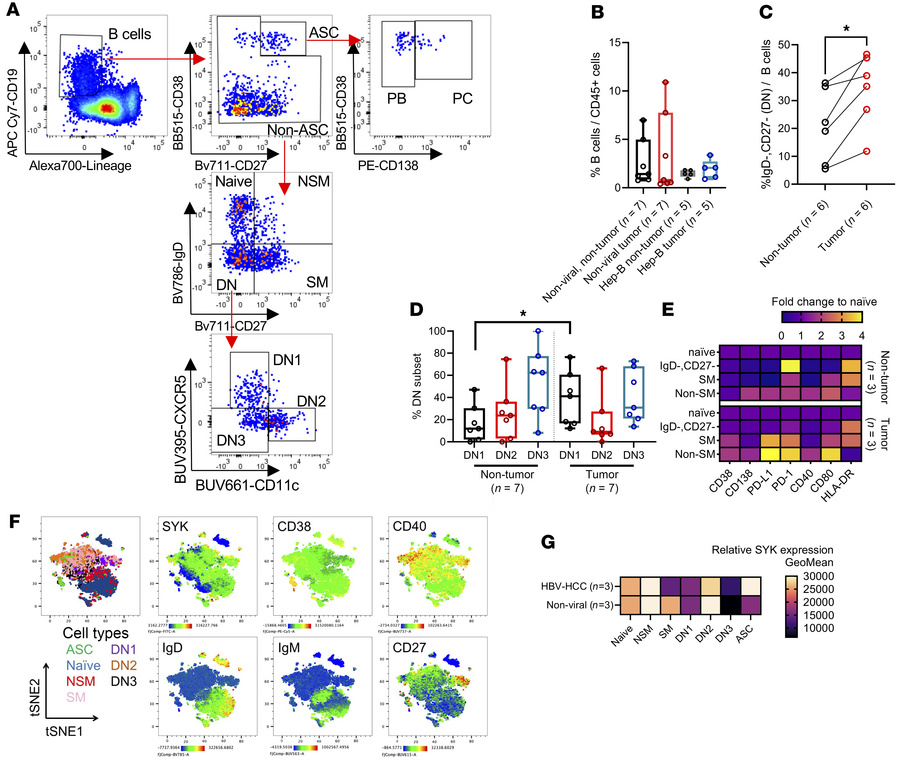 Distinct atypical memory B cell and Breg phenotypes could be found withi...