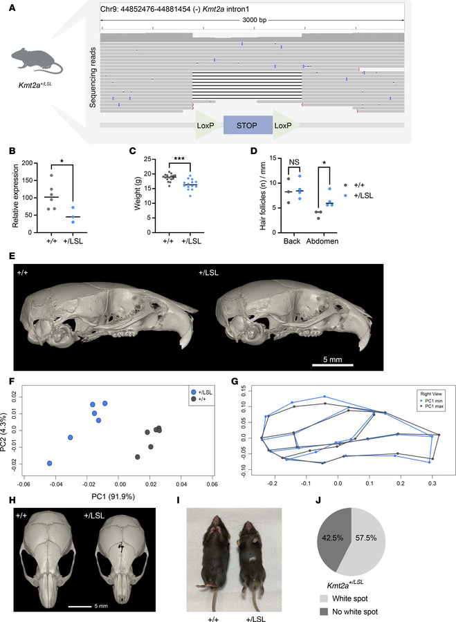 A Wiedemann-Steiner syndrome mouse model (Kmt2a+/LSL) recapitulates core...