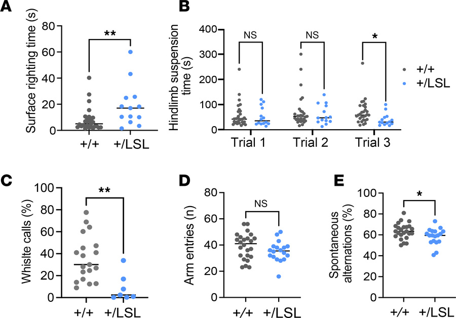 Behavioral abnormalities observed in the Kmt2a+/LSL mouse model.
(A) Sur...