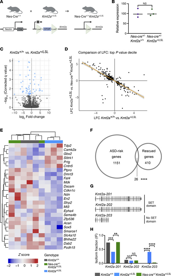 Transcriptional consequences of Kmt2a loss and rescue.
(A) A schematic o...