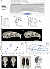 A Wiedemann-Steiner syndrome mouse model (Kmt2a+/LSL) recapitulates core ph