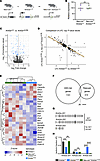 Transcriptional consequences of Kmt2a loss and rescue.