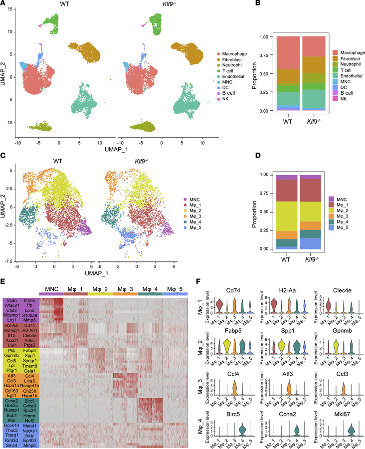 scRNA-Seq reveals the effect of KLF9 on macrophages post-MI.
(A) Uniform...