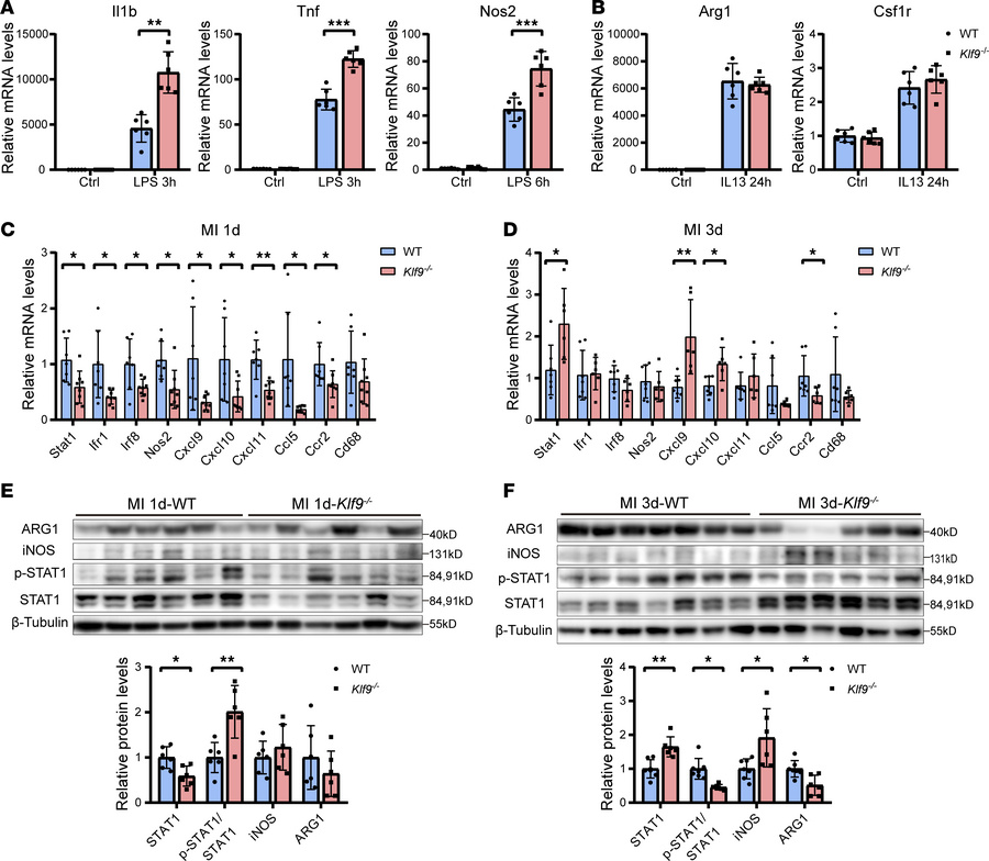 KLF9 regulates STAT1 expression in cardiac tissue post-MI.
(A) Quantific...