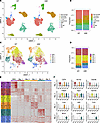 scRNA-Seq reveals the effect of KLF9 on macrophages post-MI.