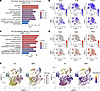 KLF9-deficient macrophages have reduced chemotaxis but increased inflammati